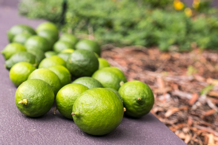 Sacrificial Lemons