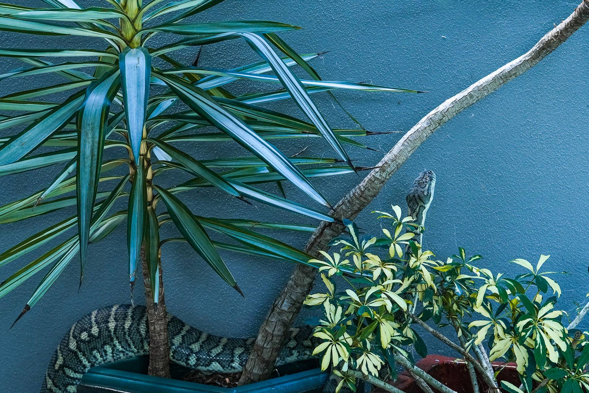 Python