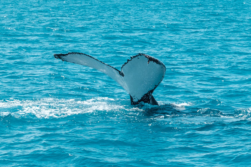 Whale slapping its tail on water surface